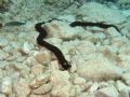 Synaptula reciprocans